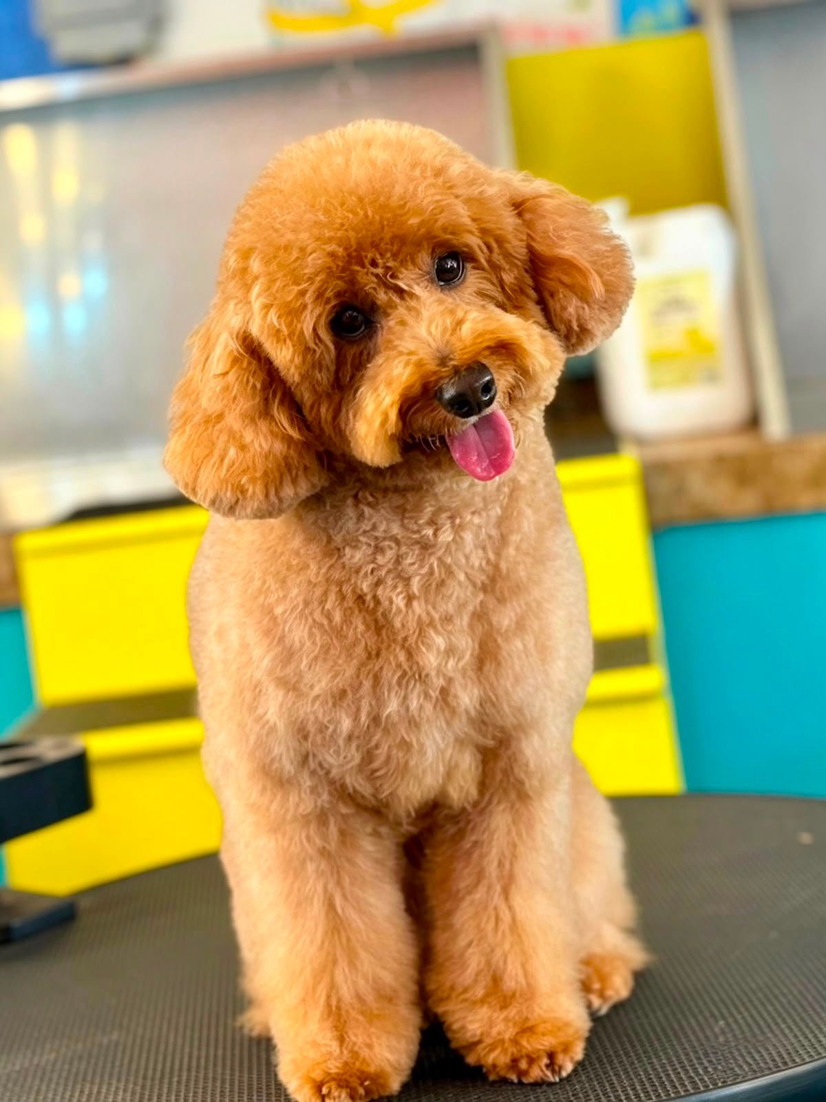 Dog after grooming at PETME