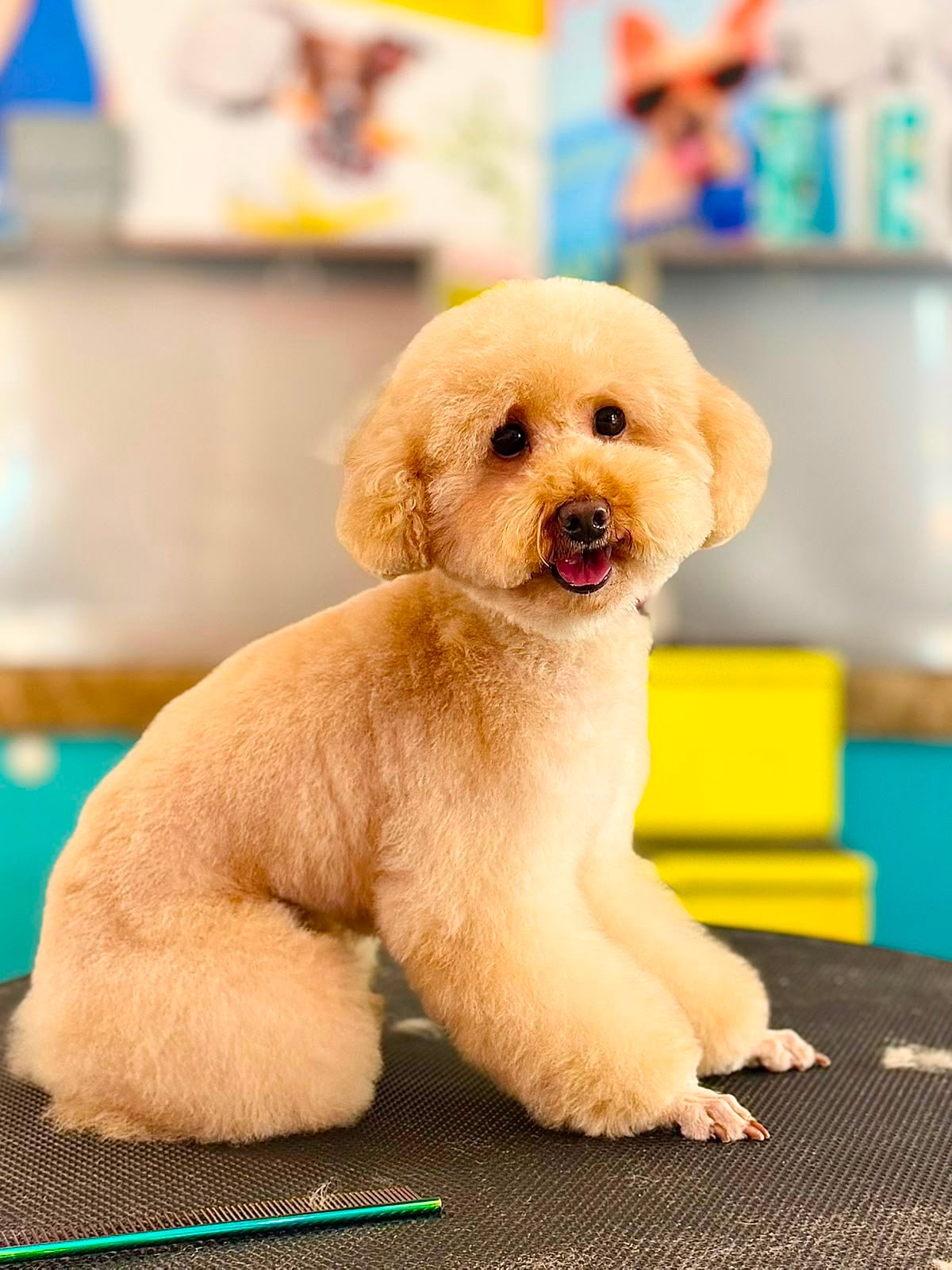 Dog after grooming at PETME