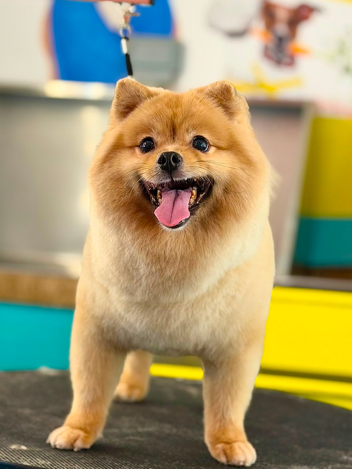 Dog after grooming at PETME
