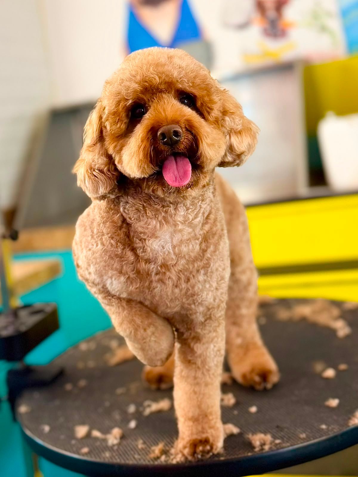 Dog after grooming at PETME