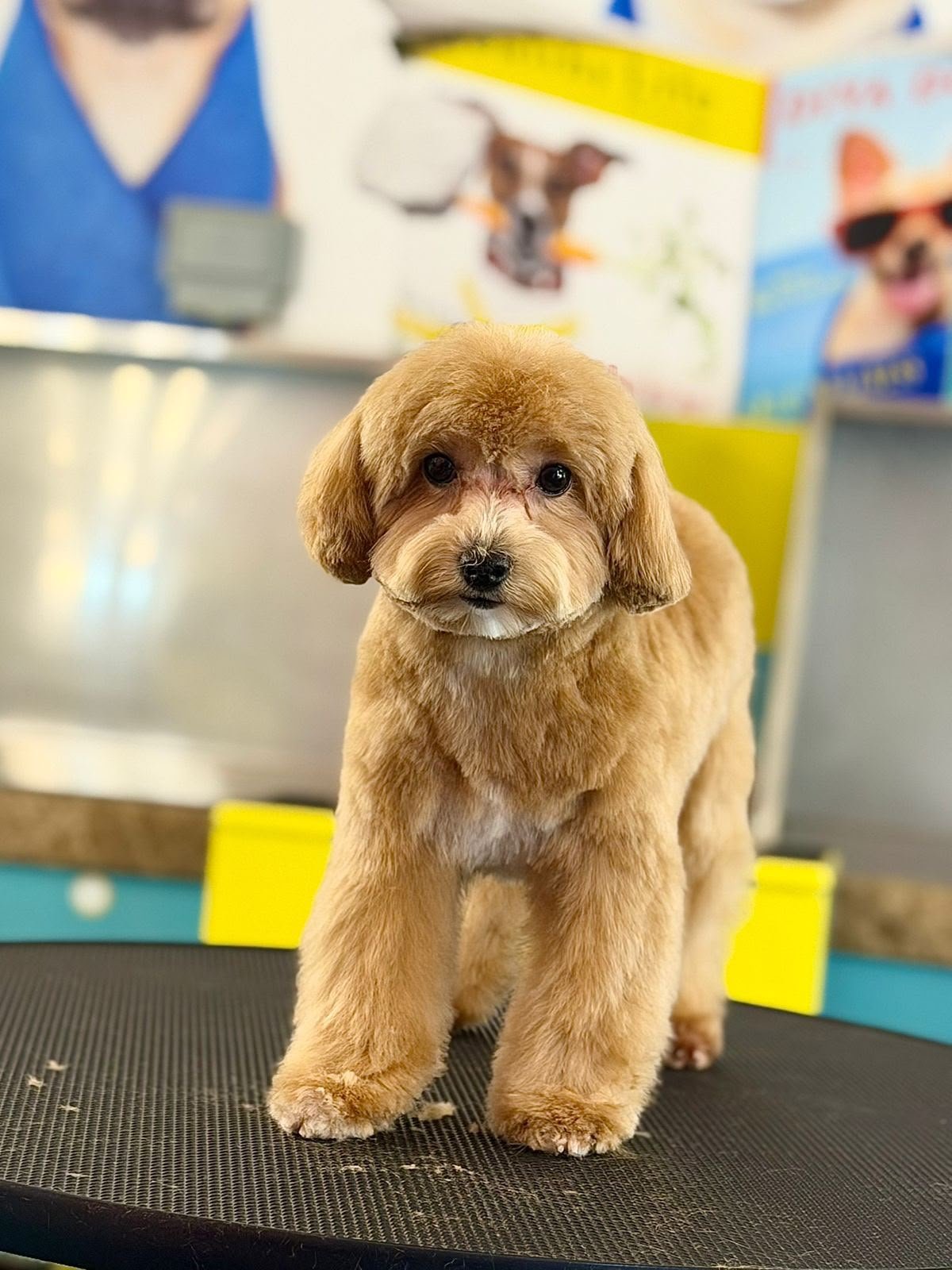 Dog after grooming at PETME