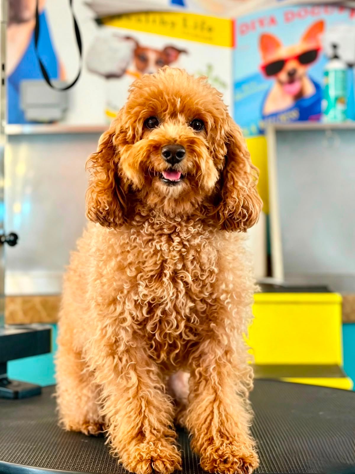 Dog before grooming at PETME