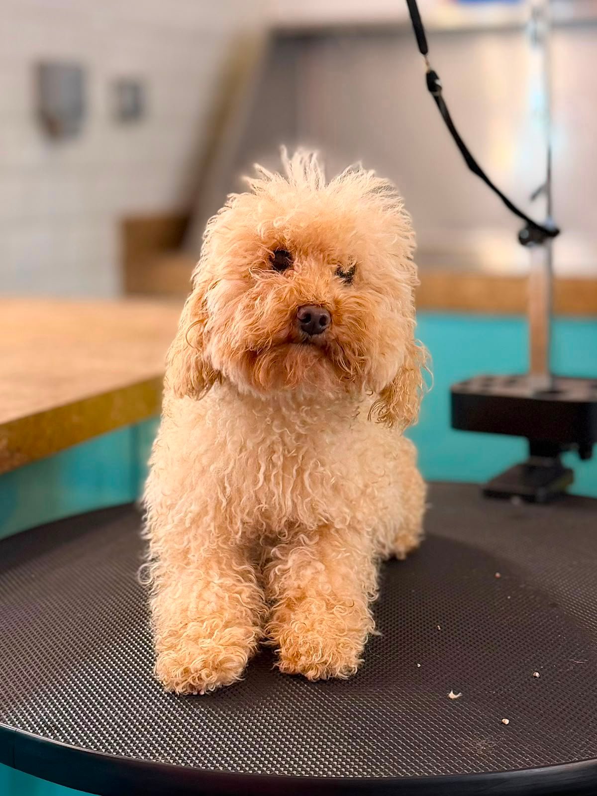 Dog before grooming at PETME