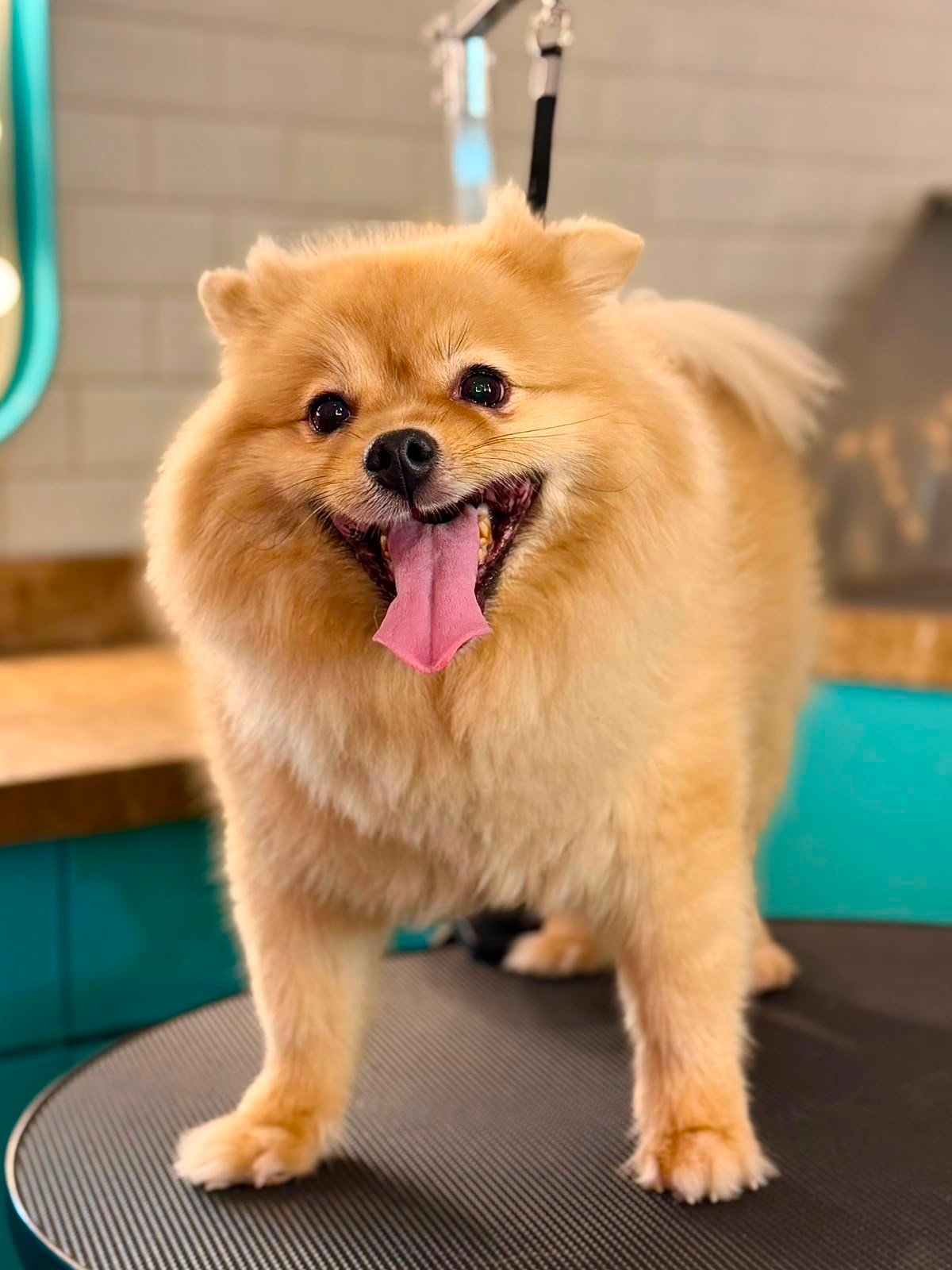 Dog before grooming at PETME