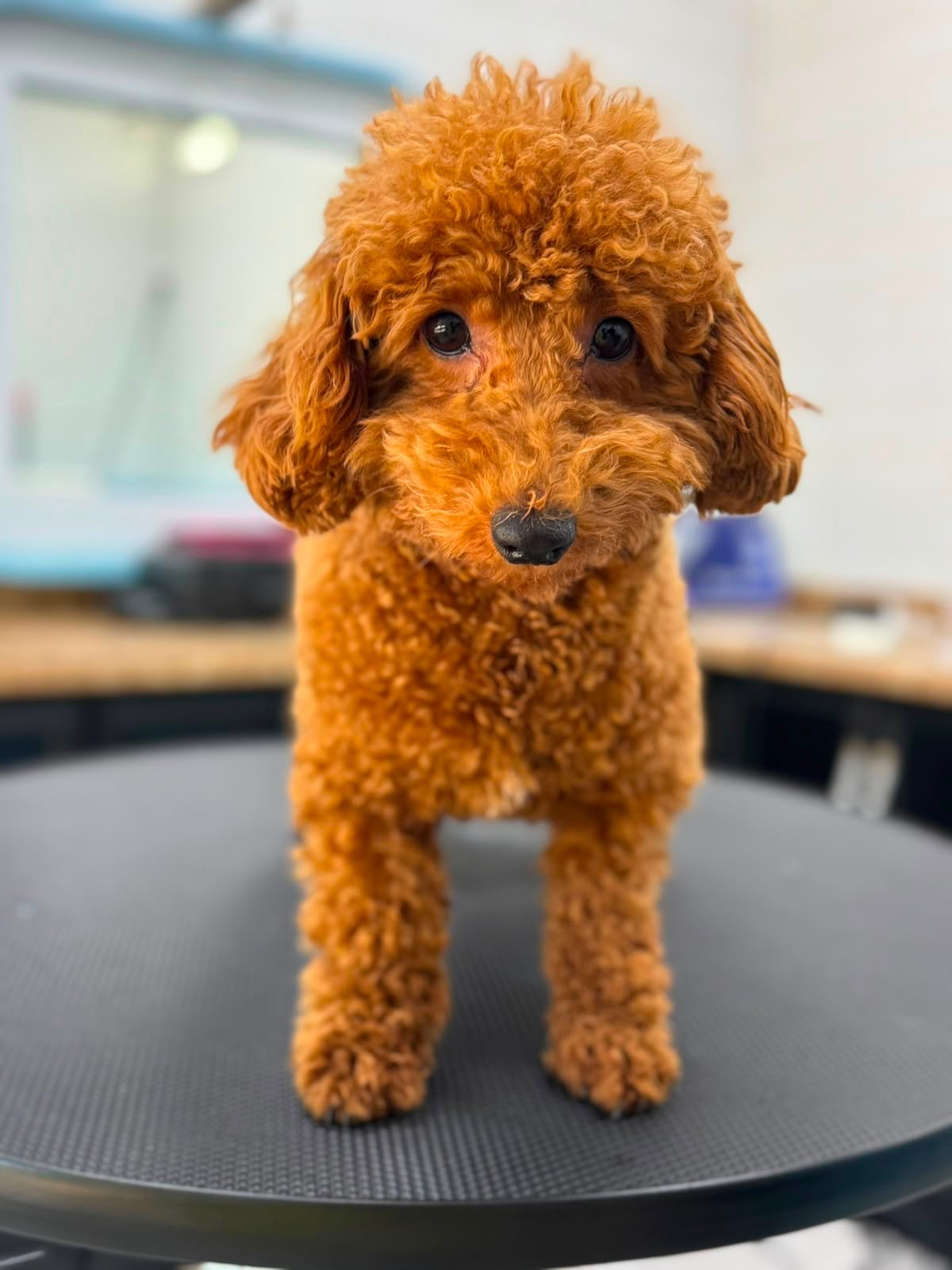 Dog before grooming at PETME