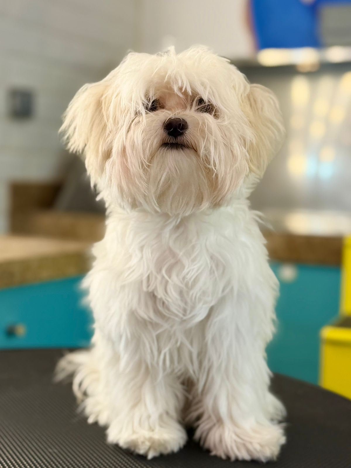 Dog before grooming at PETME