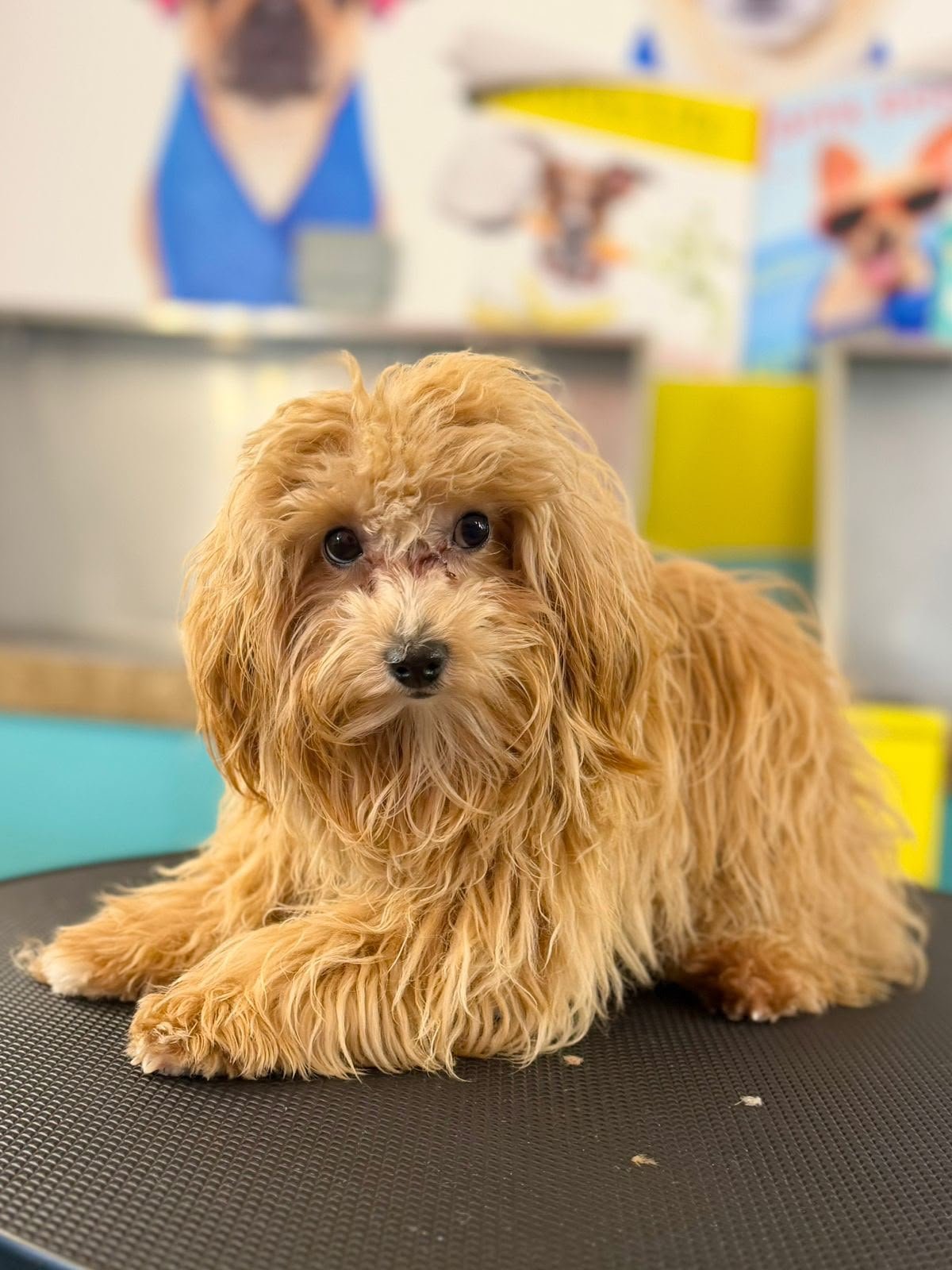 Dog before grooming at PETME