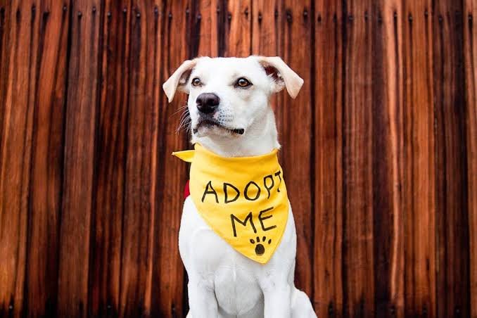 Pets available for adoption at PETME